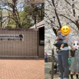 井の頭公園でお花見